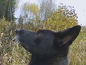 Eestinlaakson kortteli 